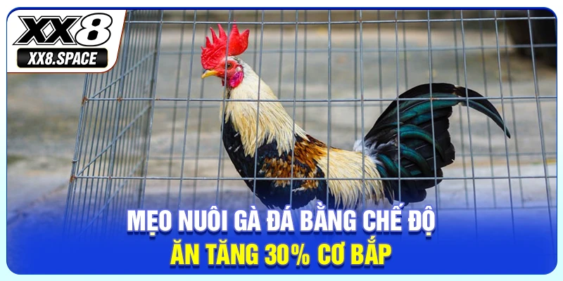 Mẹo nuôi gà đá bằng chế độ ăn tăng 30% cơ bắp. 